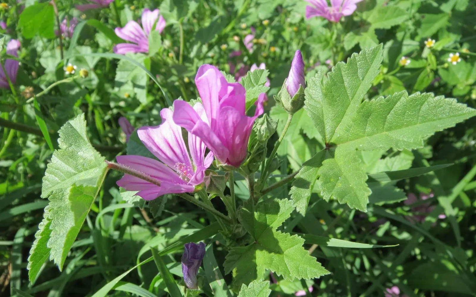 A common mallow flower, pink-purple with darker veins, beside its rounded lobed leaves