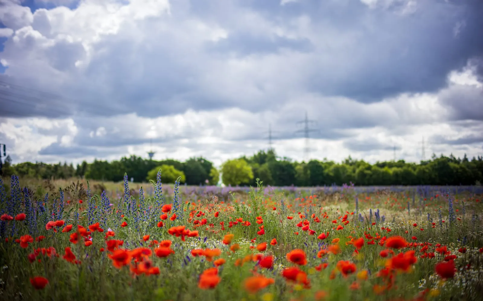 Scarlet field poppies scattered through rough grassland under a cloudy sky