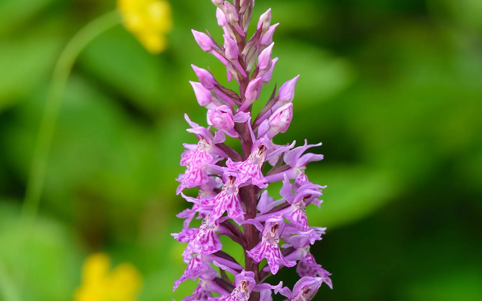 A dense conical spike of pink, dark-spotted common spotted orchid flowers
