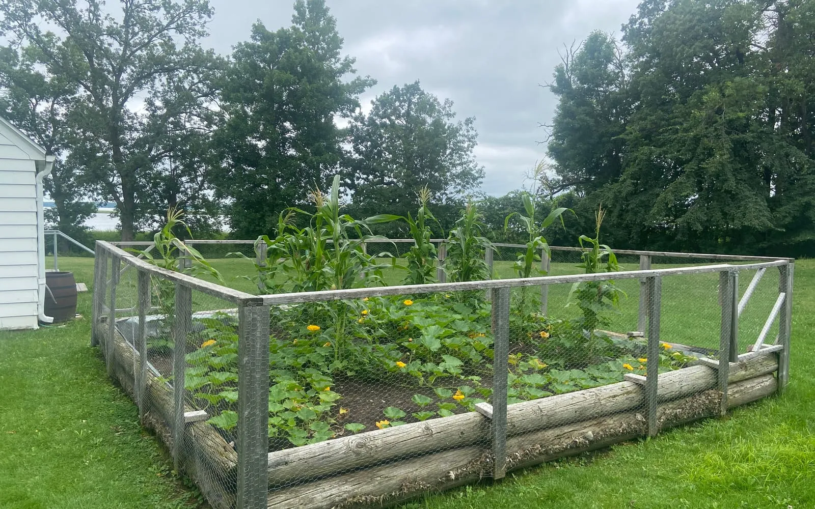 A fenced garden bed growing the three sisters together, tall sweetcorn behind sprawling squash plants in yellow flower, with beans climbing among them