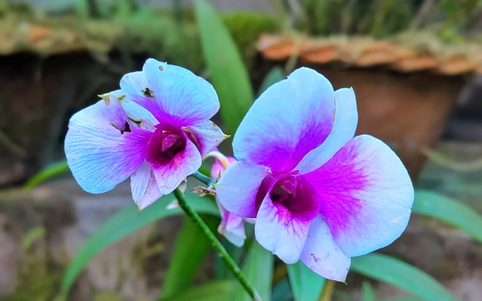 Two mauve to purple Cooktown orchid flowers with a darker magenta lip and throat, growing on a slender cane