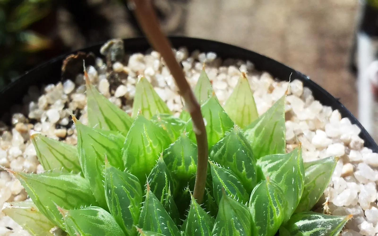 Close-up of a Cooper's haworthia rosette showing plump, pointed leaves with translucent, veined windows at the tips, with a flower stem rising from the centre