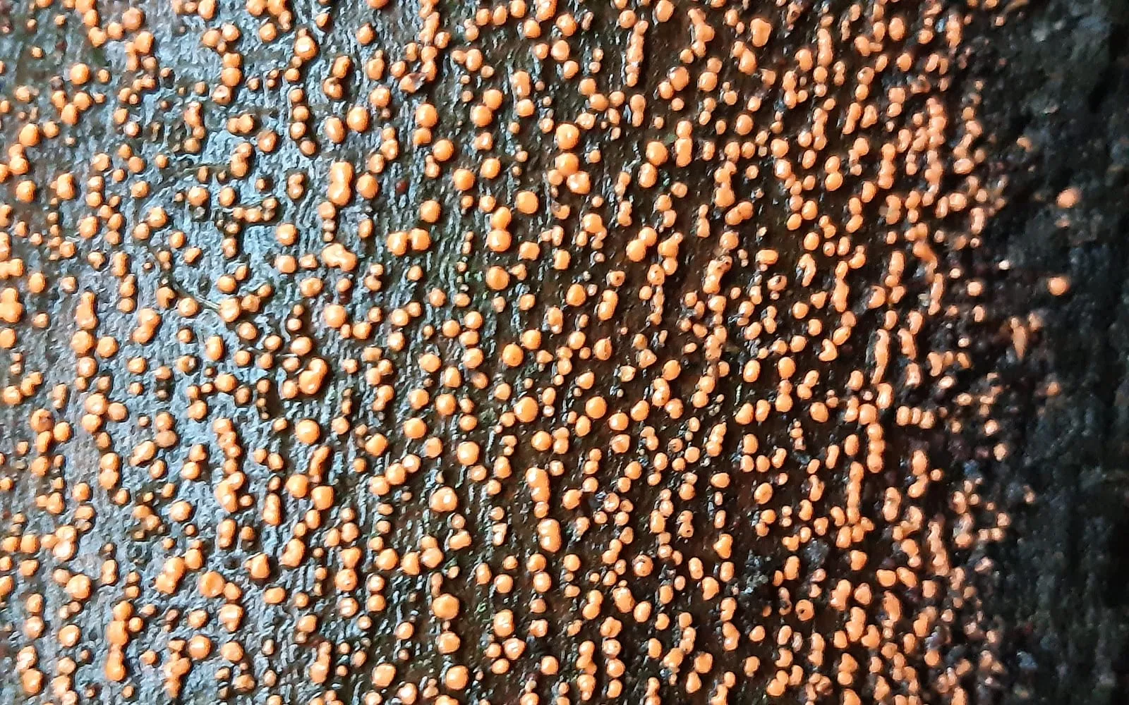 Dense salmon-pink raised cushions covering the surface of dark damp bark on a dead branch