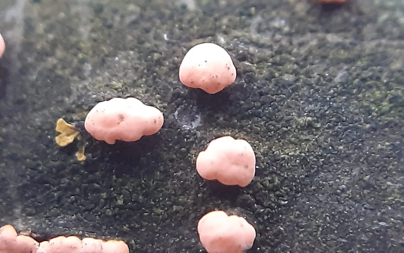 Scattered orange-pink pustules erupting through the bark of a dead twig against a dark background