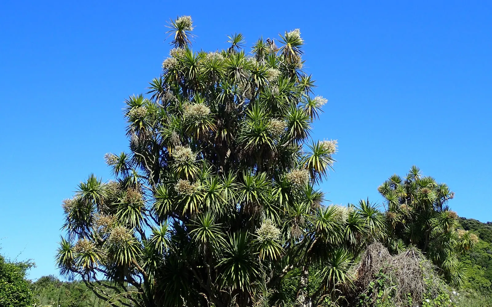 A mature cabbage tree with branching stems topped by spiky rosettes of leaves and creamy flower panicles against a blue sky