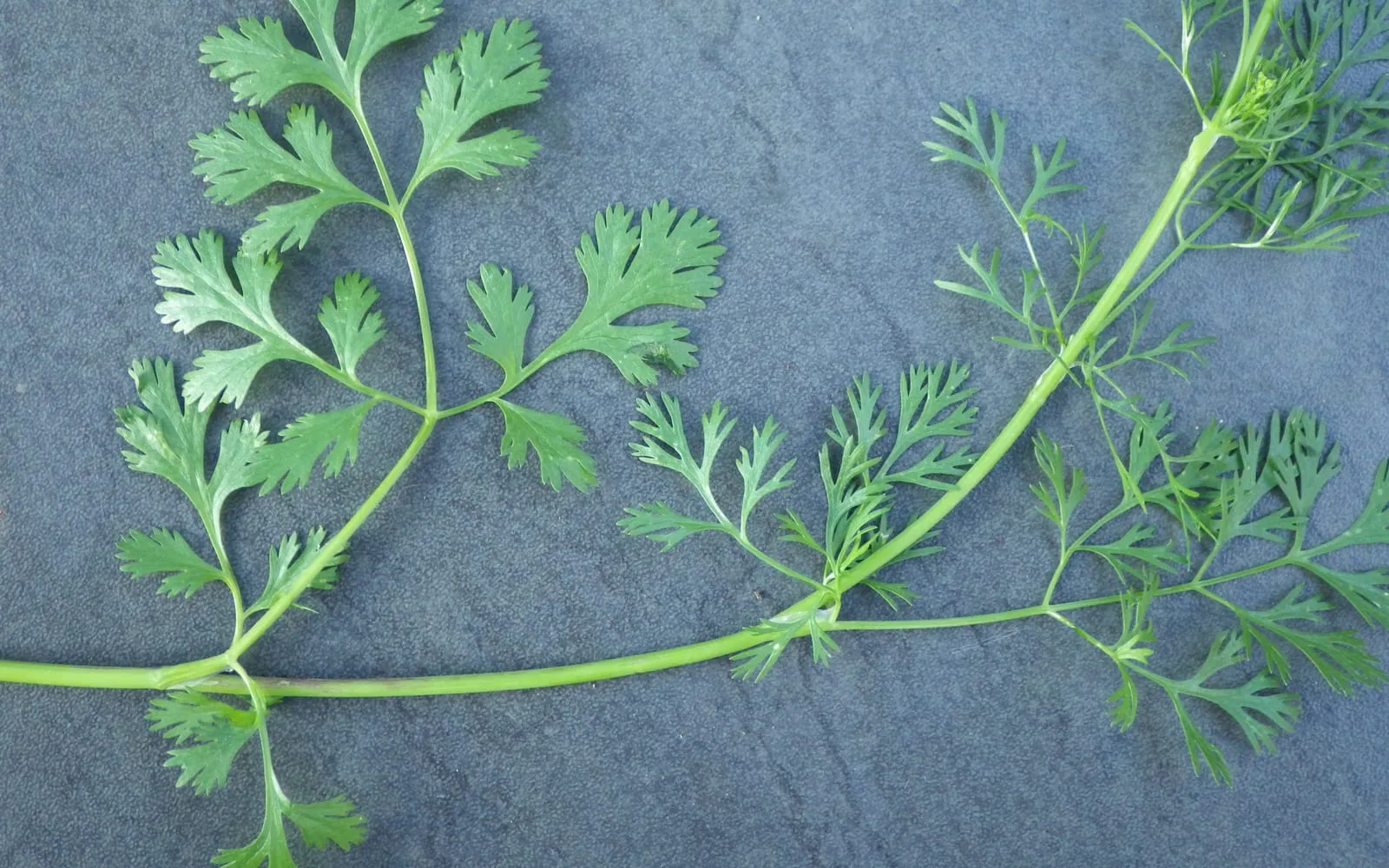 A coriander stem showing broad lobed lower leaves alongside the fine thread-like upper leaves the plant produces as it runs to seed
