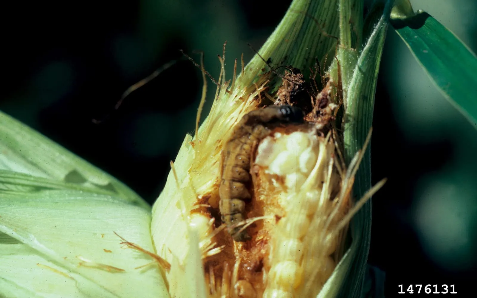 A striped caterpillar lying in the opened tip of a sweetcorn cob among chewed kernels, damp brown frass and the remains of the silks