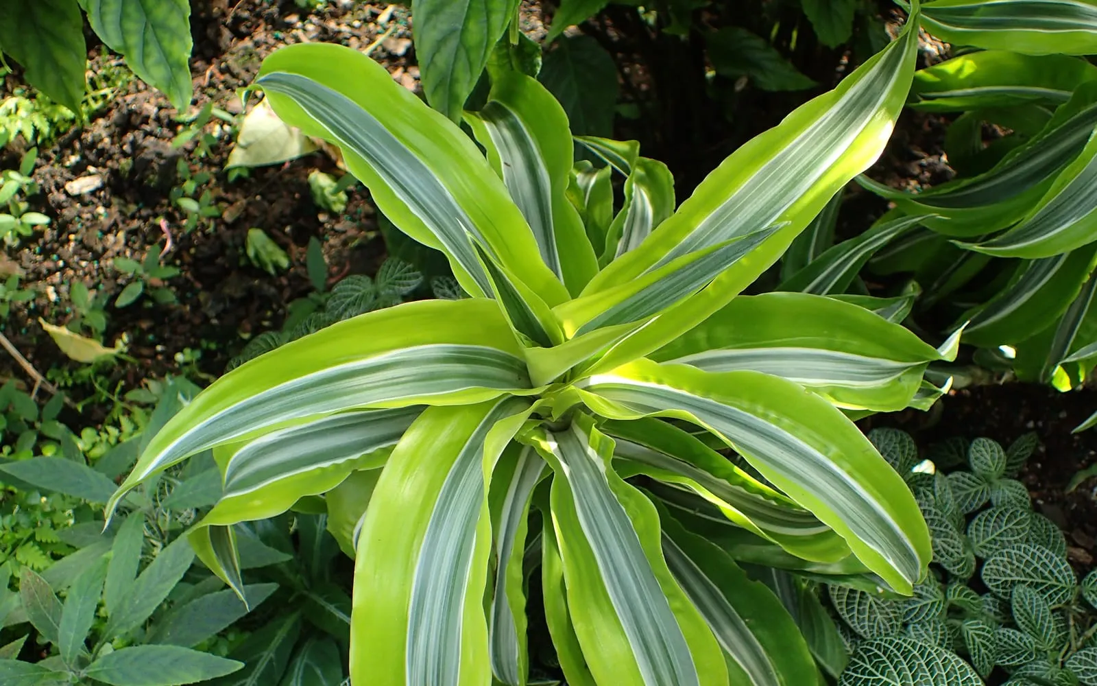 A rosette of arching corn plant leaves, each broad strap striped pale down the centre