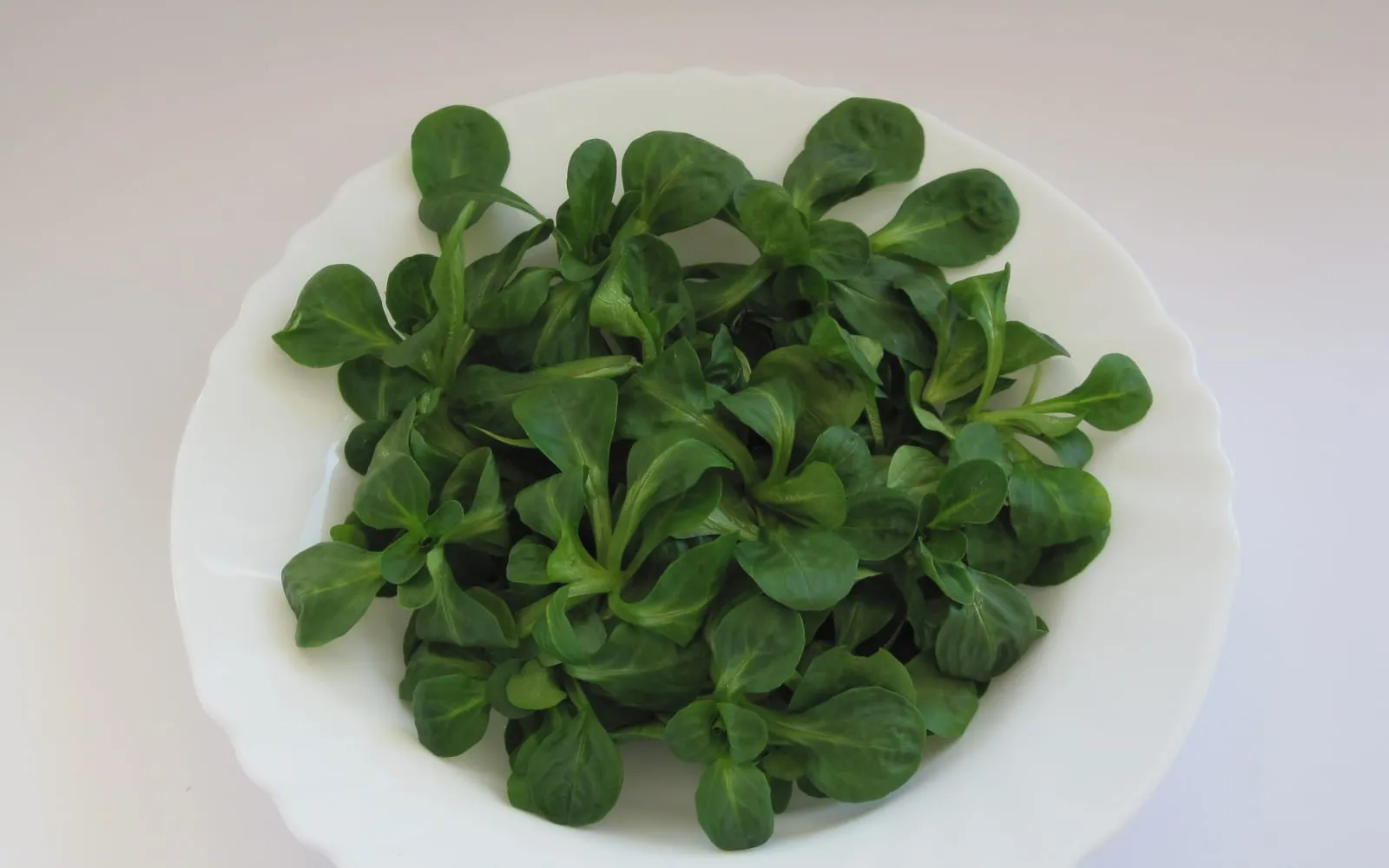 A dish of corn salad rosettes, each a cluster of small spoon-shaped dark green leaves