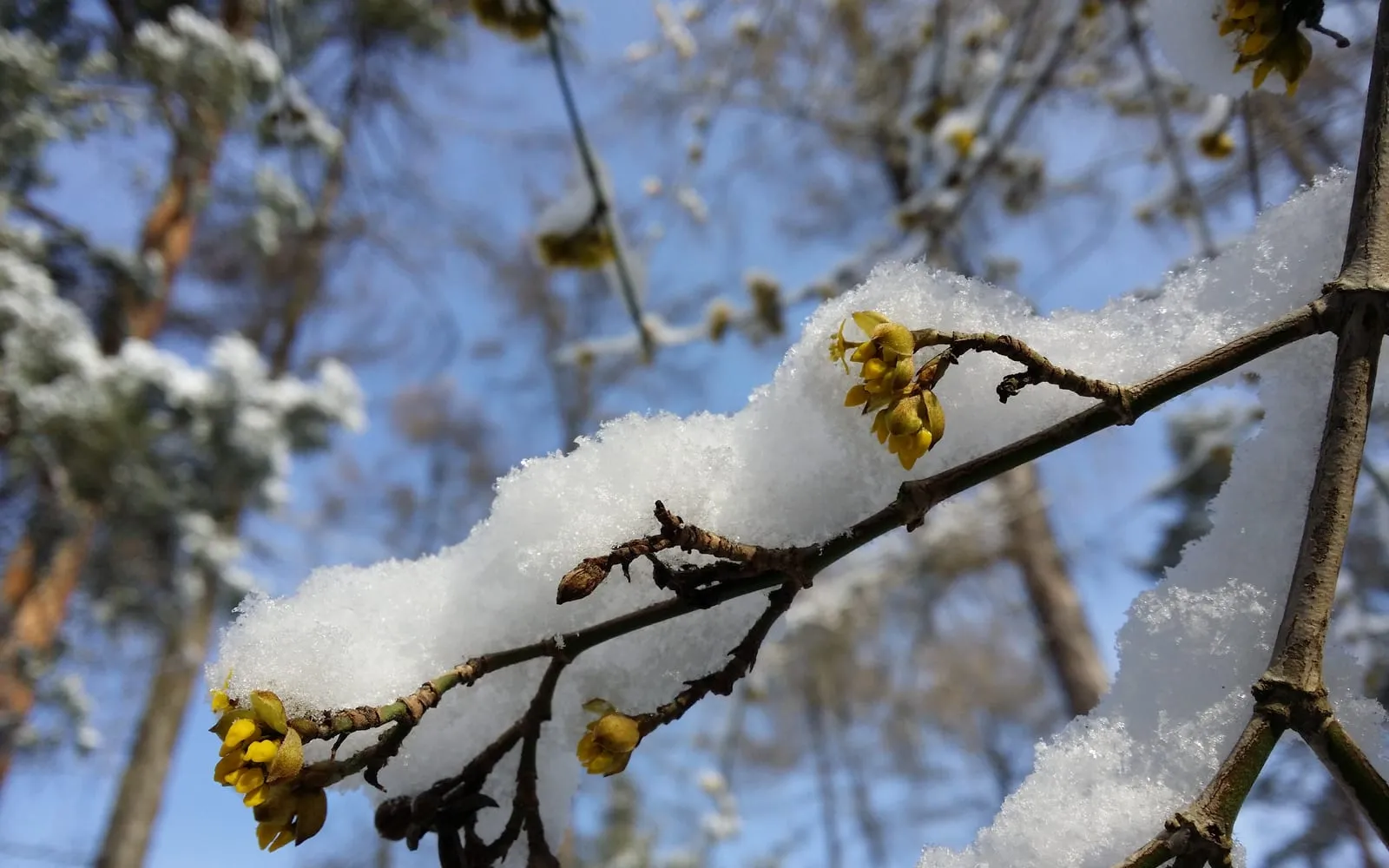 Cornelian cherry in yellow flower on bare branches under snow