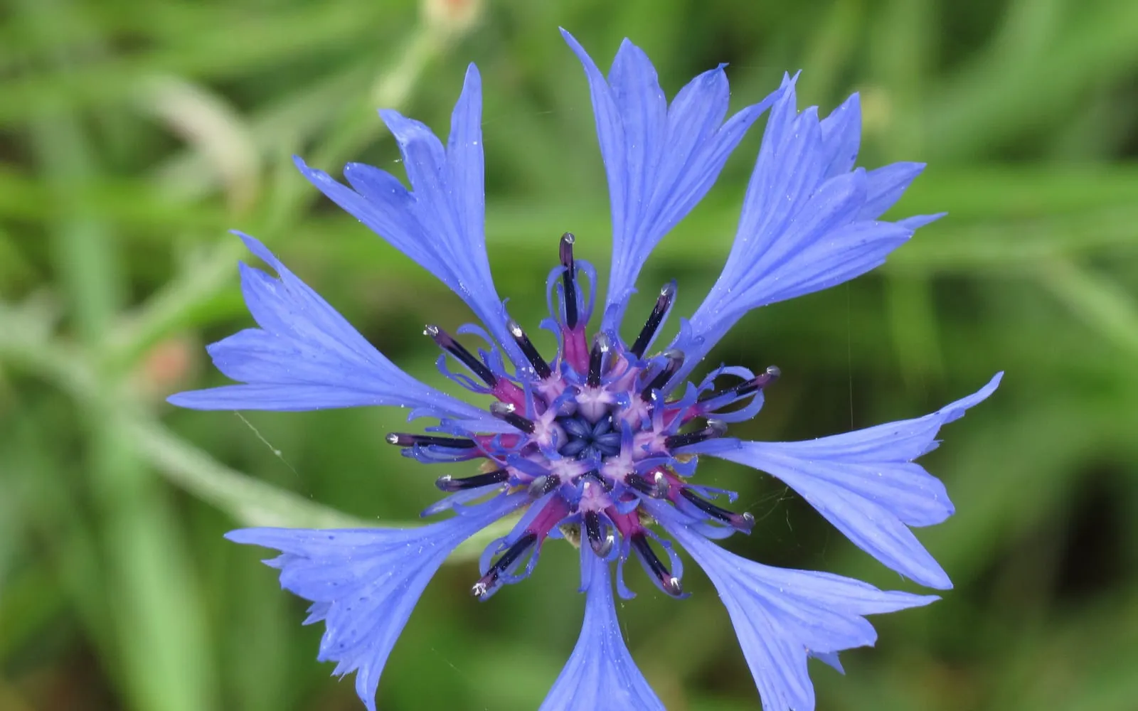 A vivid true-blue cornflower with fringed, ragged-edged petals
