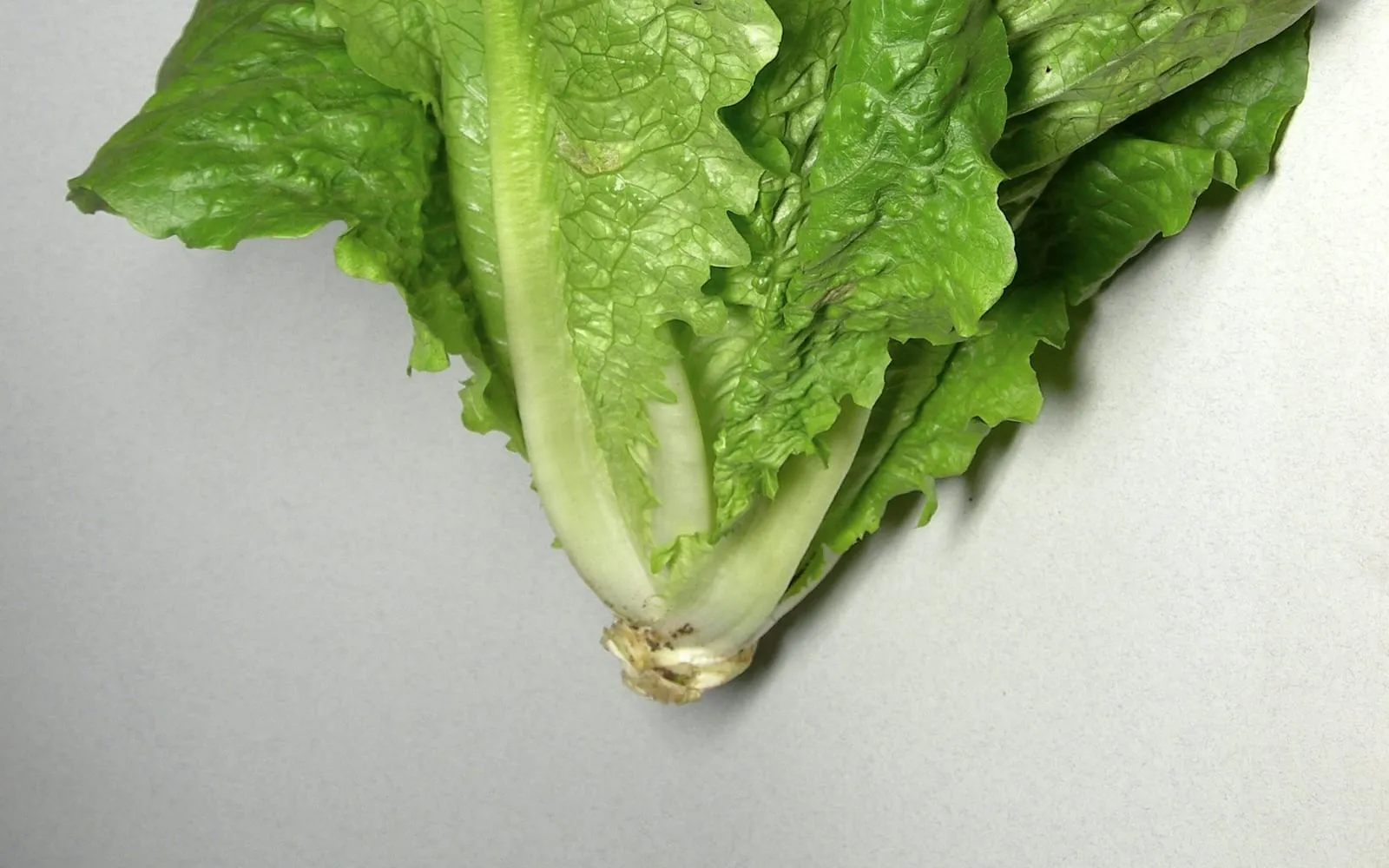A head of cos lettuce showing upright leaves and the broad white midribs running their length