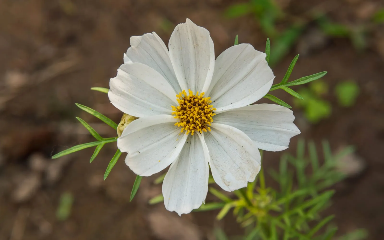 A single white cosmos flower with a yellow centre above feathery, thread-like leaves