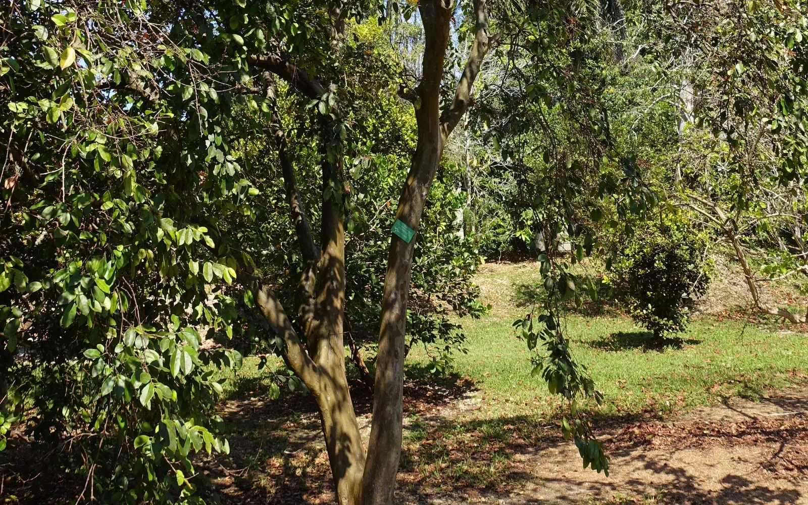 A Costa Rican guava tree growing in the open, seen from below