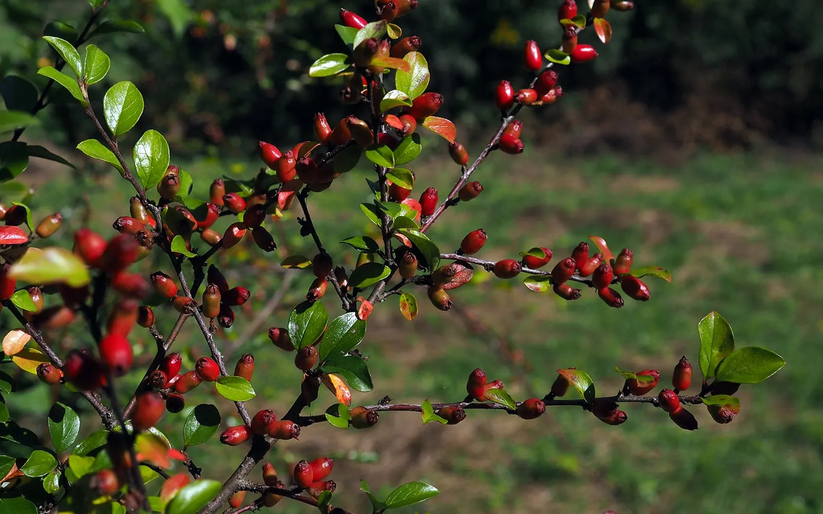 A flat spray of wall cotoneaster carrying small round glossy leaves and red berries along the stem