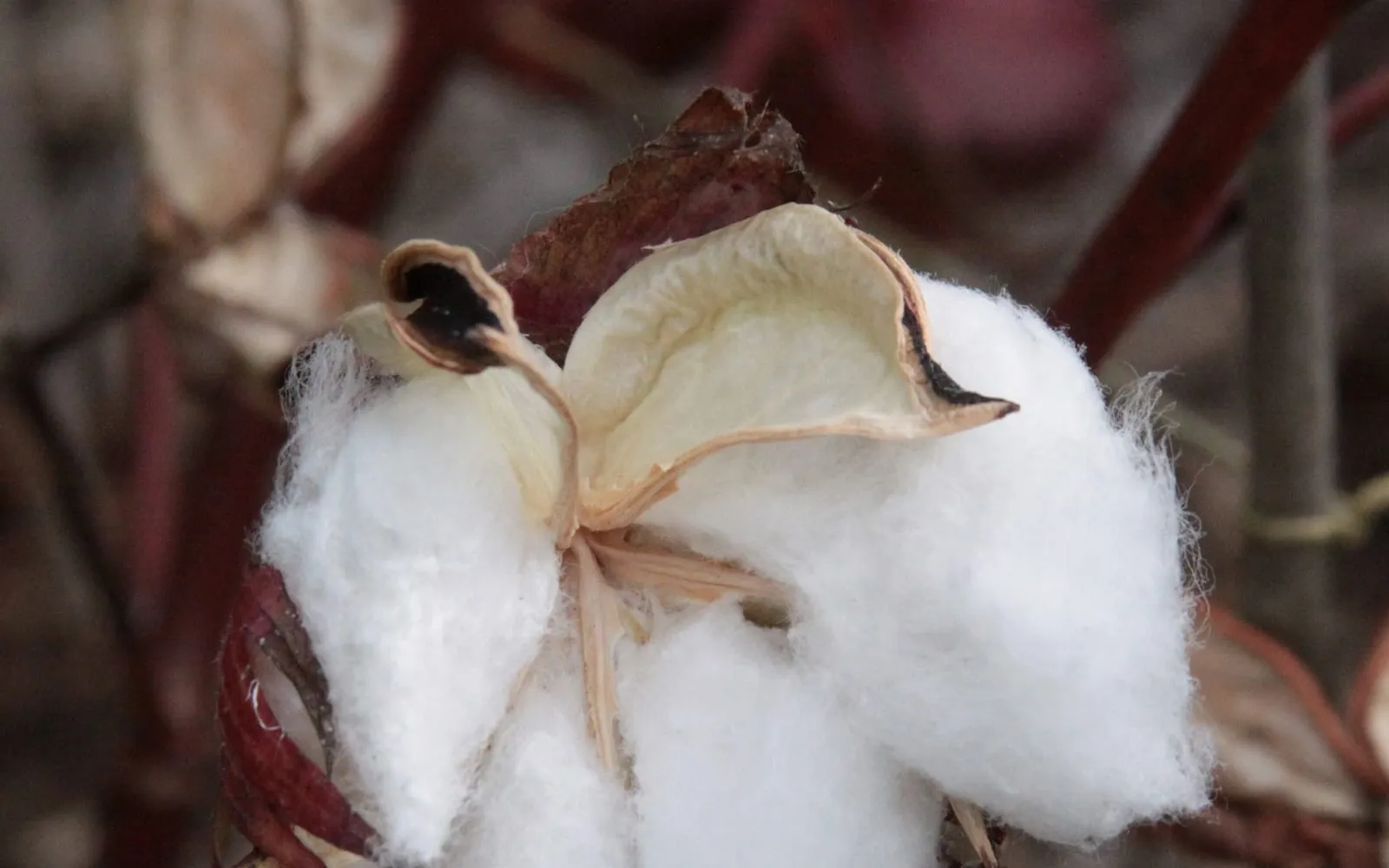 An open cotton boll on the plant, the white lint spilling out of the dried bracts