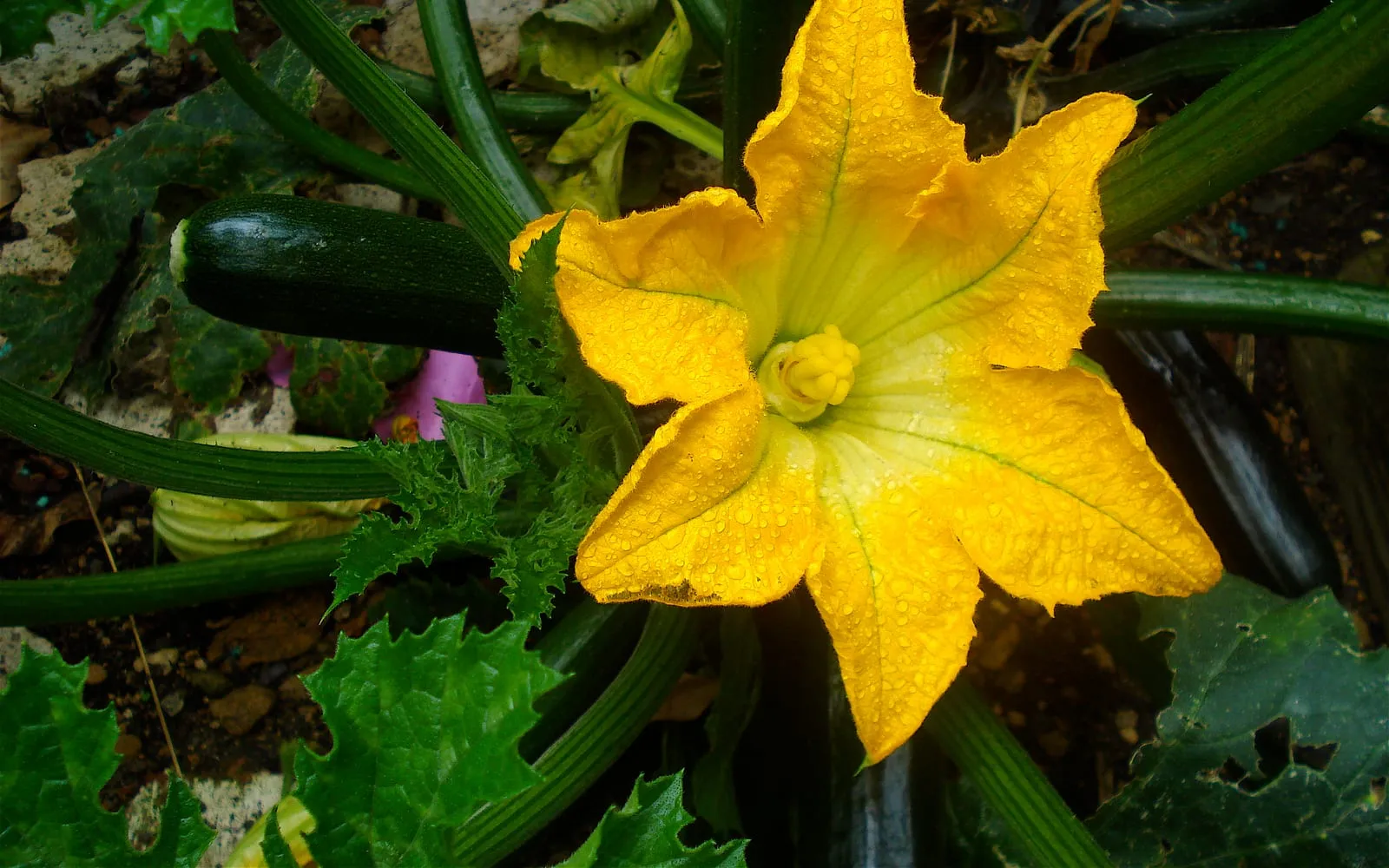 A courgette plant with large lobed leaves, a yellow trumpet flower and a dark green fruit
