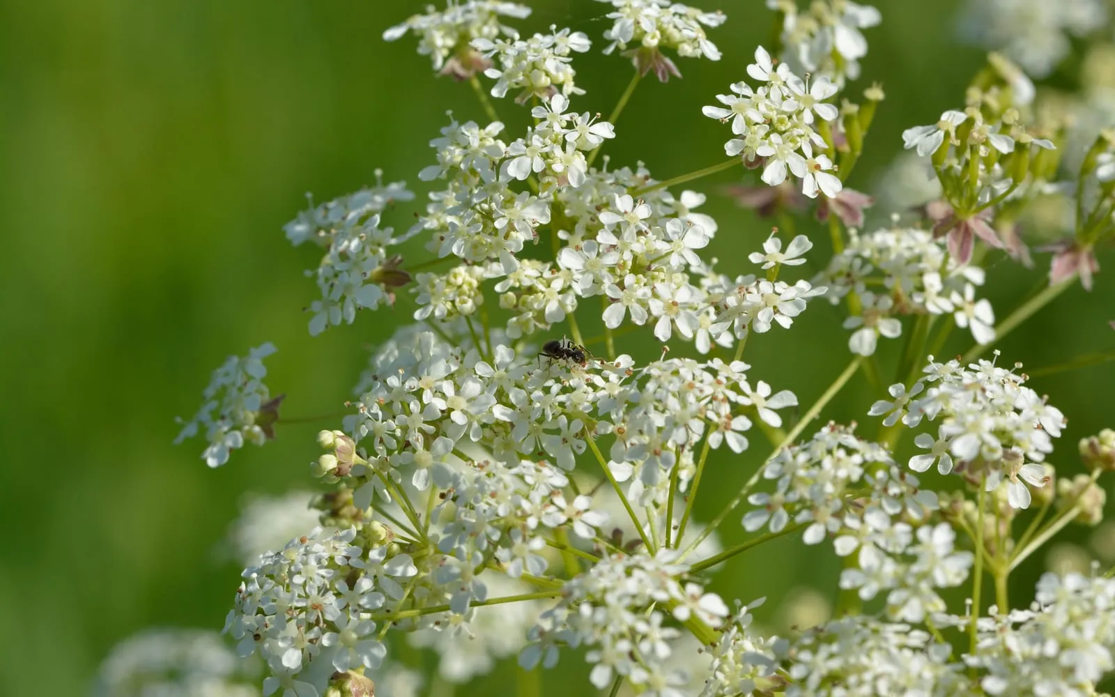 Flat white umbels of cow parsley in close-up, each made of many small five-petalled flowers on slender green rays