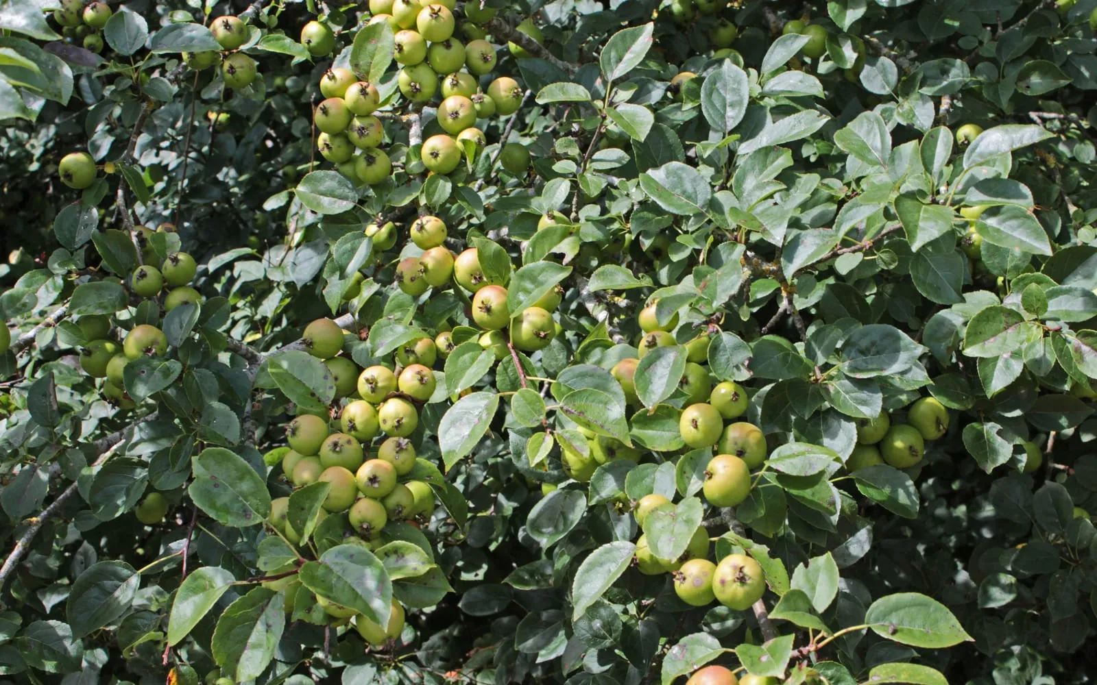 A crab apple tree laden with small yellow-green fruit