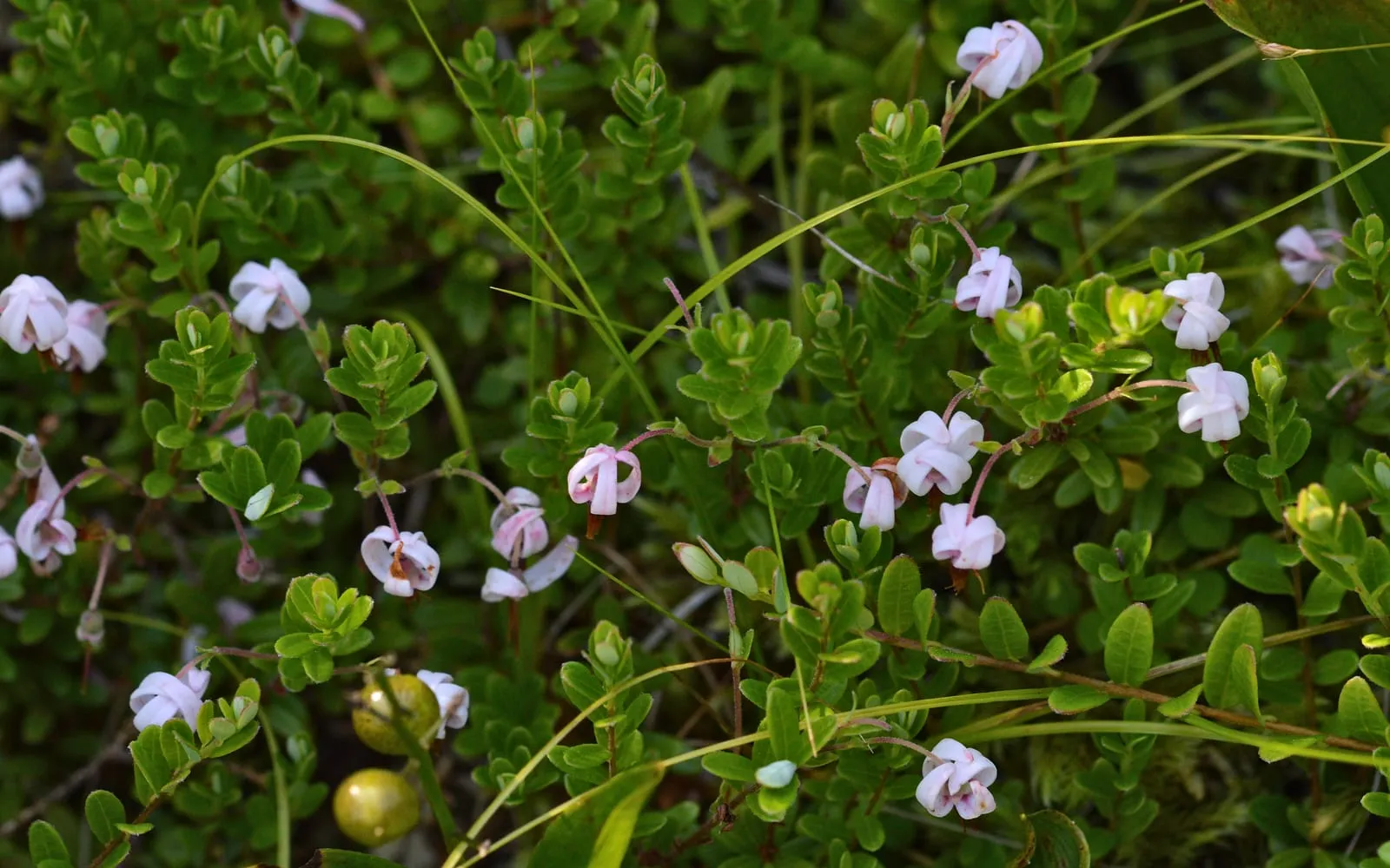 A cranberry mat in flower, the pink petals swept back from the beak of stamens