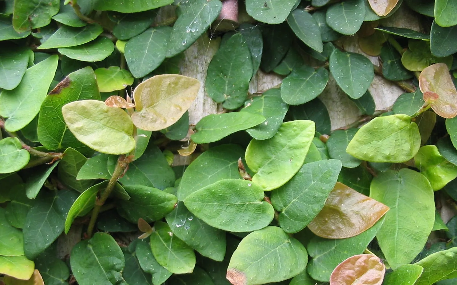 Small overlapping heart-shaped creeping fig leaves pressed flat against a surface