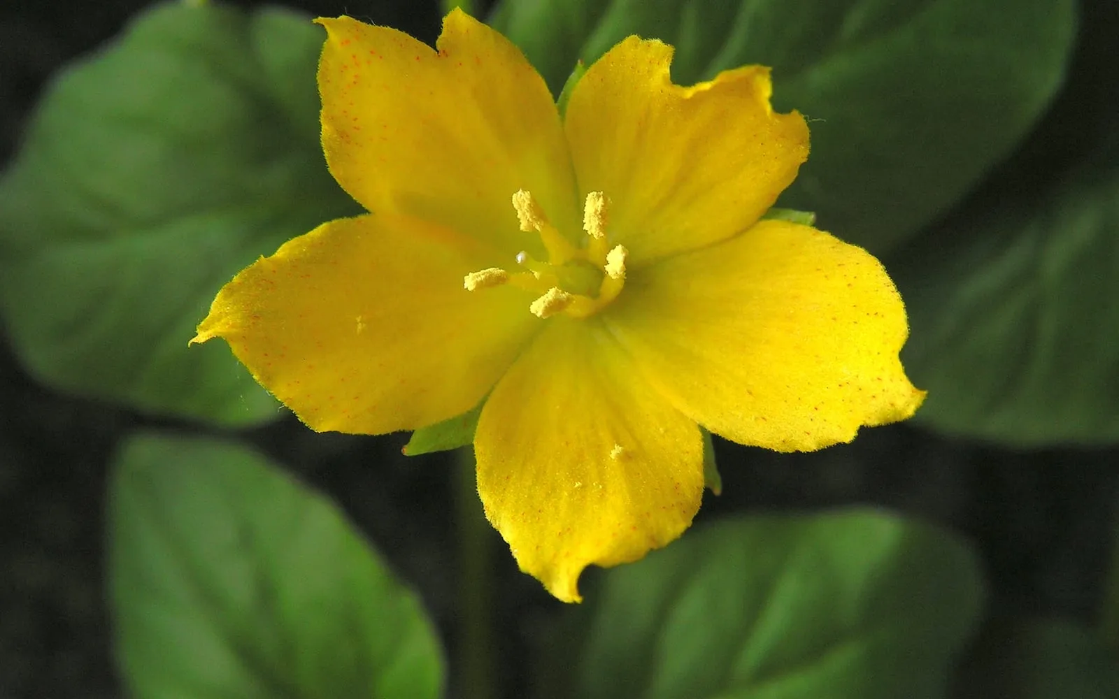 A bright yellow cup-shaped creeping Jenny flower with five petals, set among rounded coin-shaped leaves.