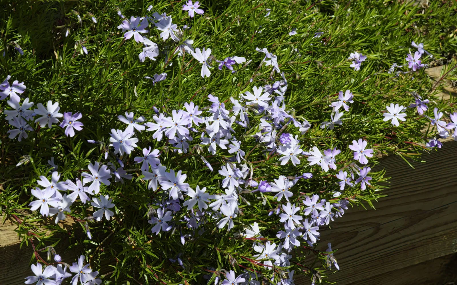 A dense mat of creeping phlox with needle-like foliage covered in pale lilac-blue five-petalled flowers.