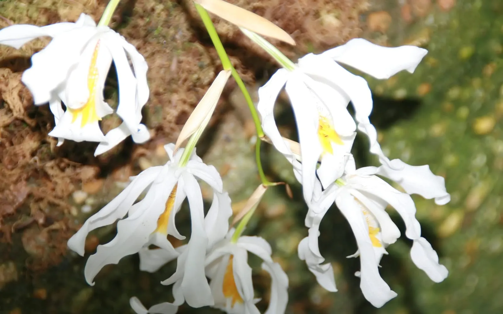 Pendent white crested coelogyne flowers with a yellow-crested orange-marked lip