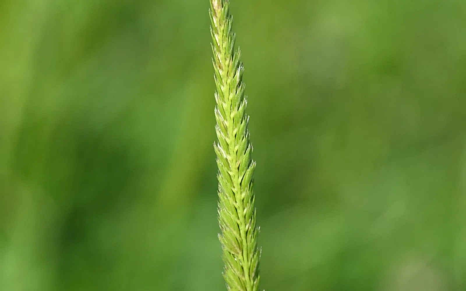 A single narrow, one-sided, comb-like flower spike of crested dog's-tail grass