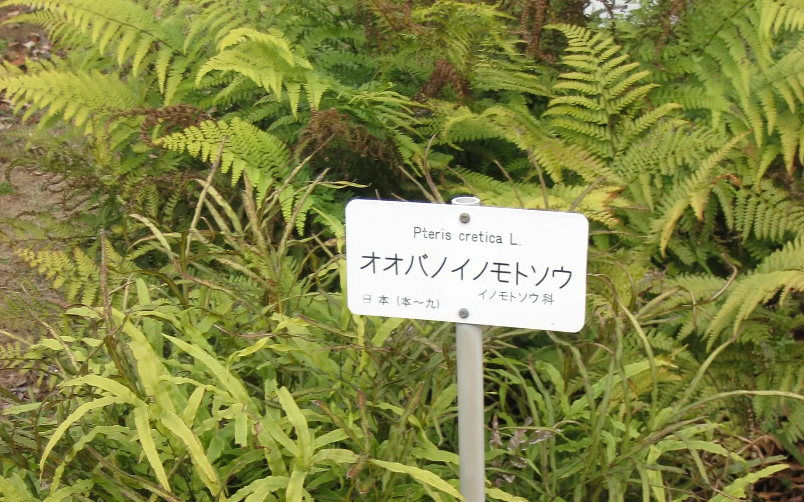 A clump of Cretan brake beside a garden label giving the name Pteris cretica