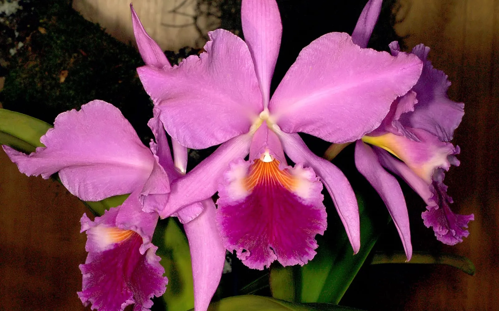 Crimson cattleya flowers in close-up, rose-purple petals surrounding a ruffled deep-magenta lip with a yellow-orange throat