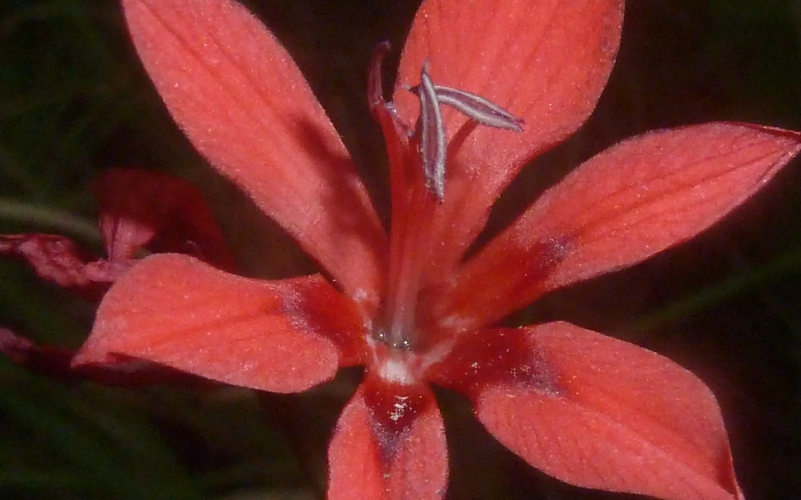 A vivid crimson, flat-faced, star-shaped crimson flag lily flower in close-up, photographed wild beside a South African river