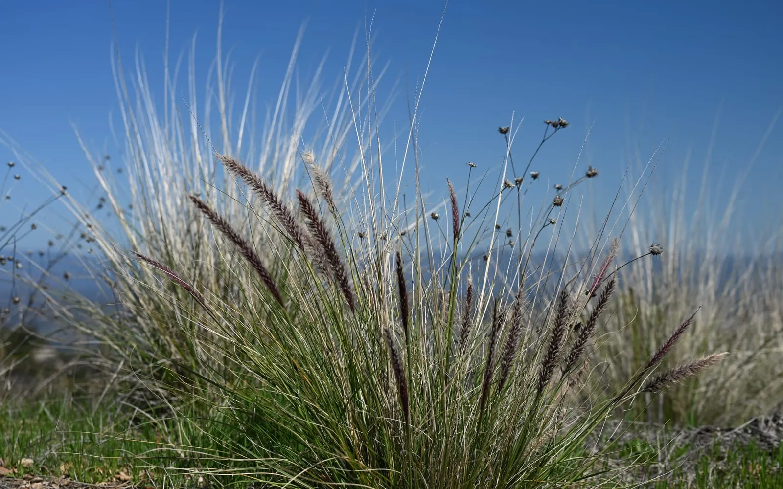 An arching clump of crimson fountain grass with soft, brush-like purplish flower plumes