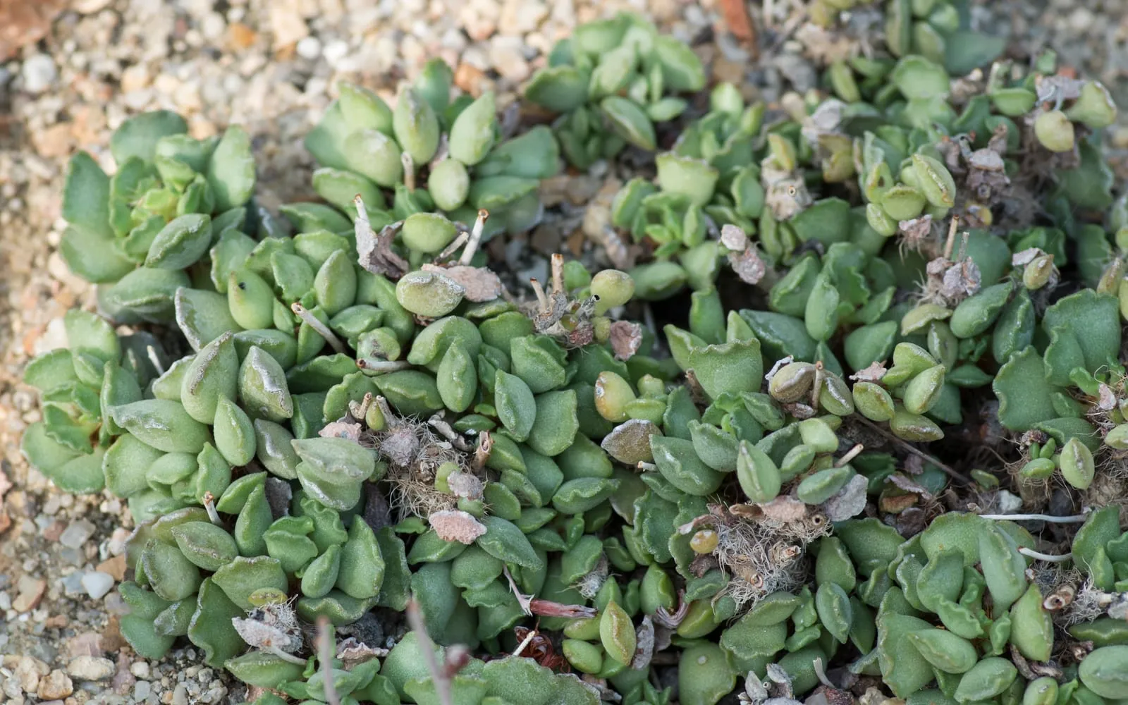 A cluster of crinkle-leaf plant rosettes with wavy, crinkled grey-green leaves