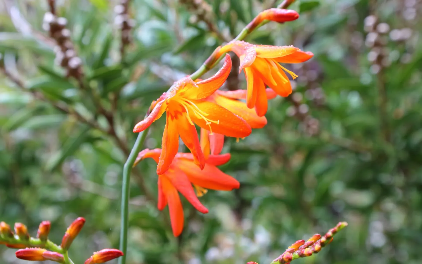 An arching spray of orange crocosmia funnels opening from buds along a wiry stem