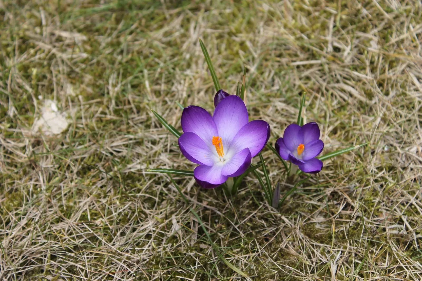 Purple and white spring crocus flowers open in sunshine above grass