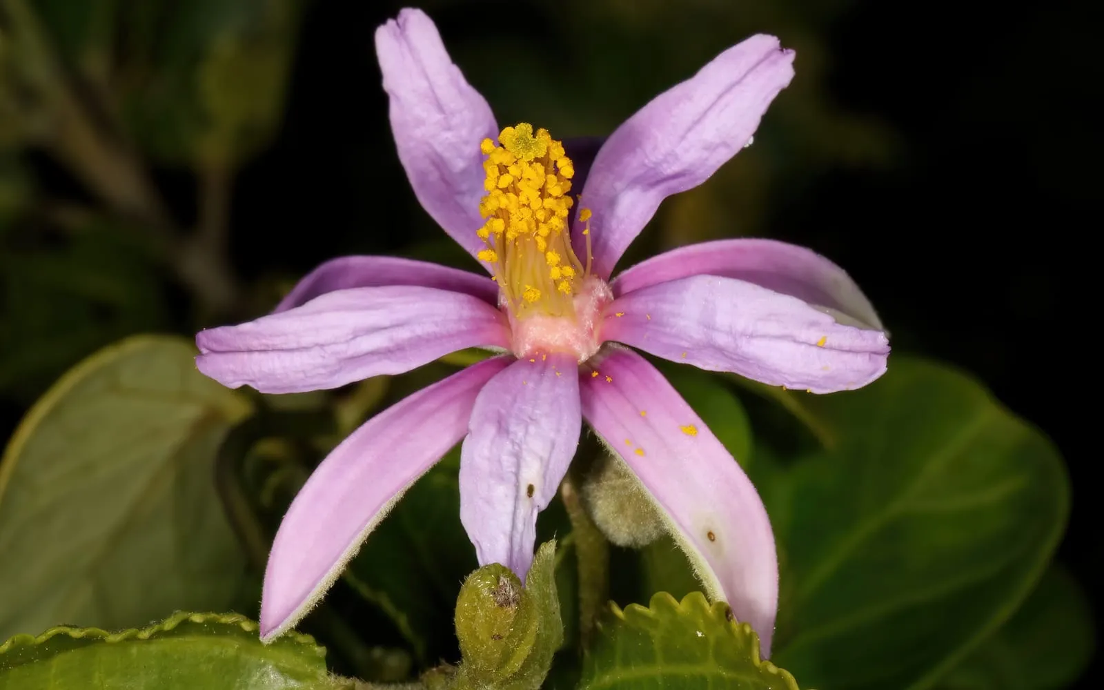 A star-shaped mauve cross berry flower with a central cluster of yellow stamens, growing wild in dune scrub