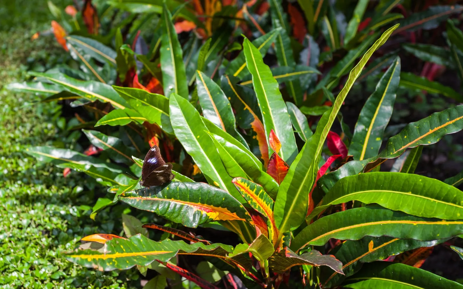 Croton foliage with long glossy leaves in green, yellow, orange and deep red, each marked by a bright central vein