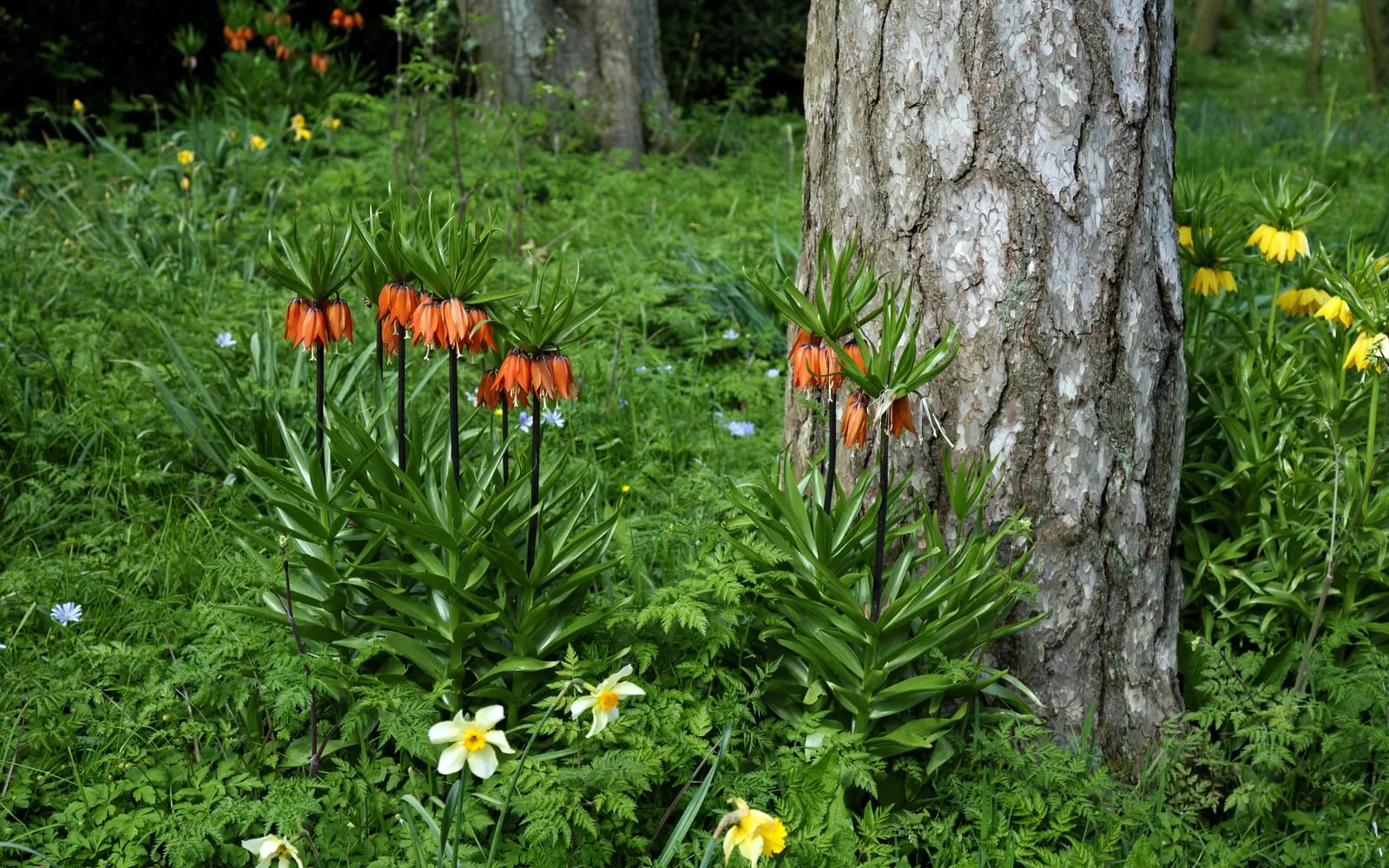 Tall crown imperial stems, each topped with a ring of pendant orange bell-shaped flowers beneath a tuft of leafy bracts