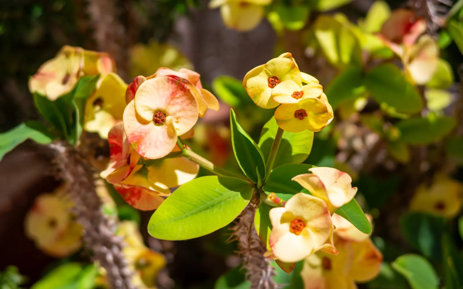 Pale yellow crown of thorns bracts held above green leaves, with spiny stems behind