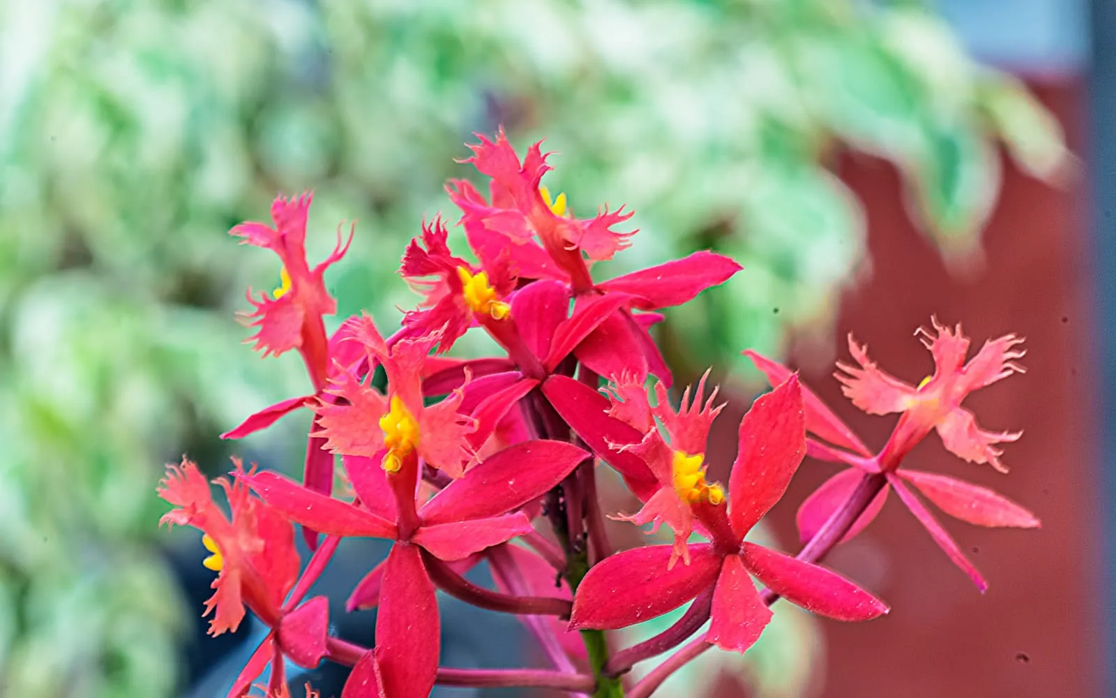 Clustered red-orange crucifix orchid flowers with a fringed yellow-throated lip on a tall stem