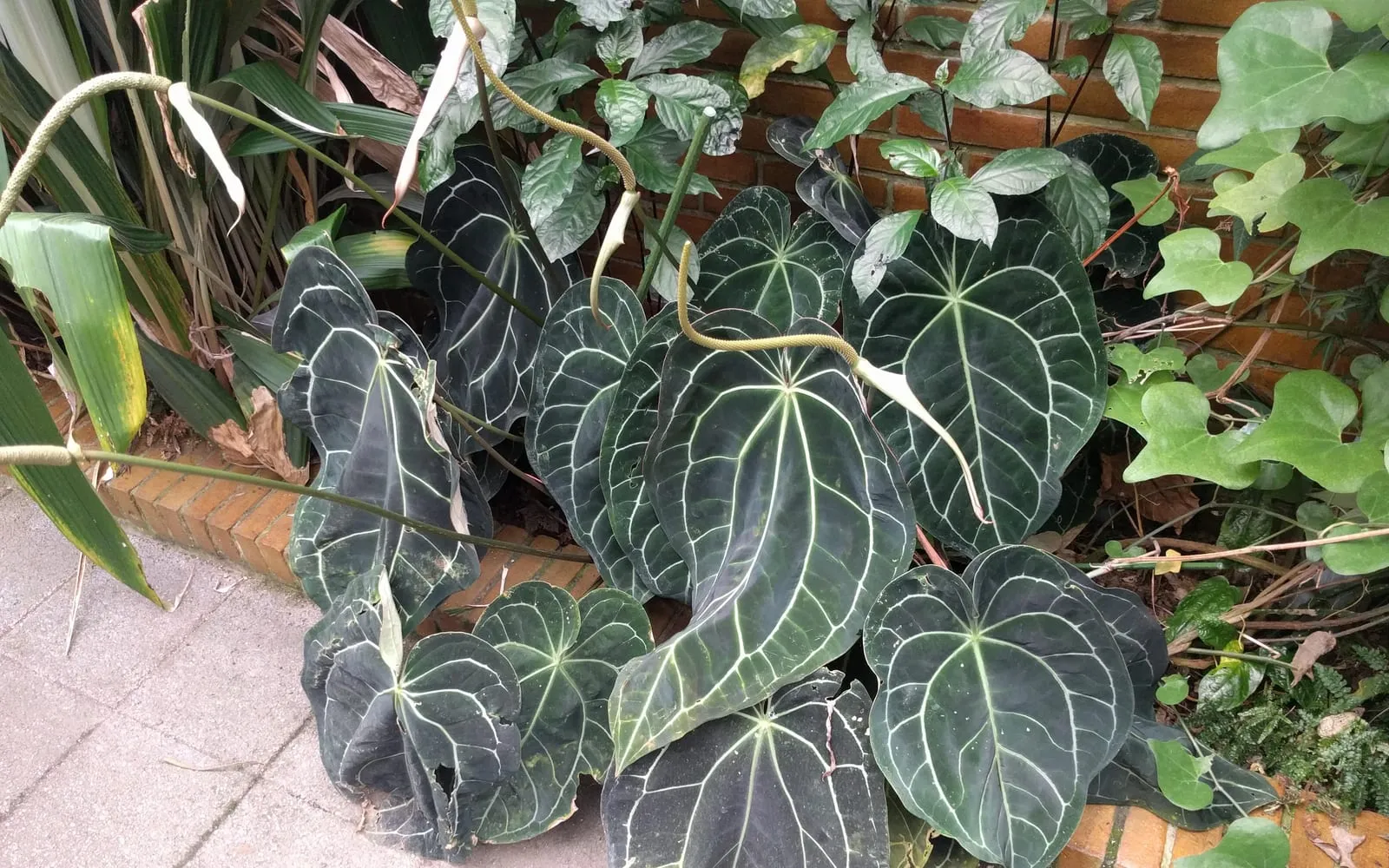 Large, heart-shaped, dark velvety Anthurium crystallinum leaves with bright silver-white veining