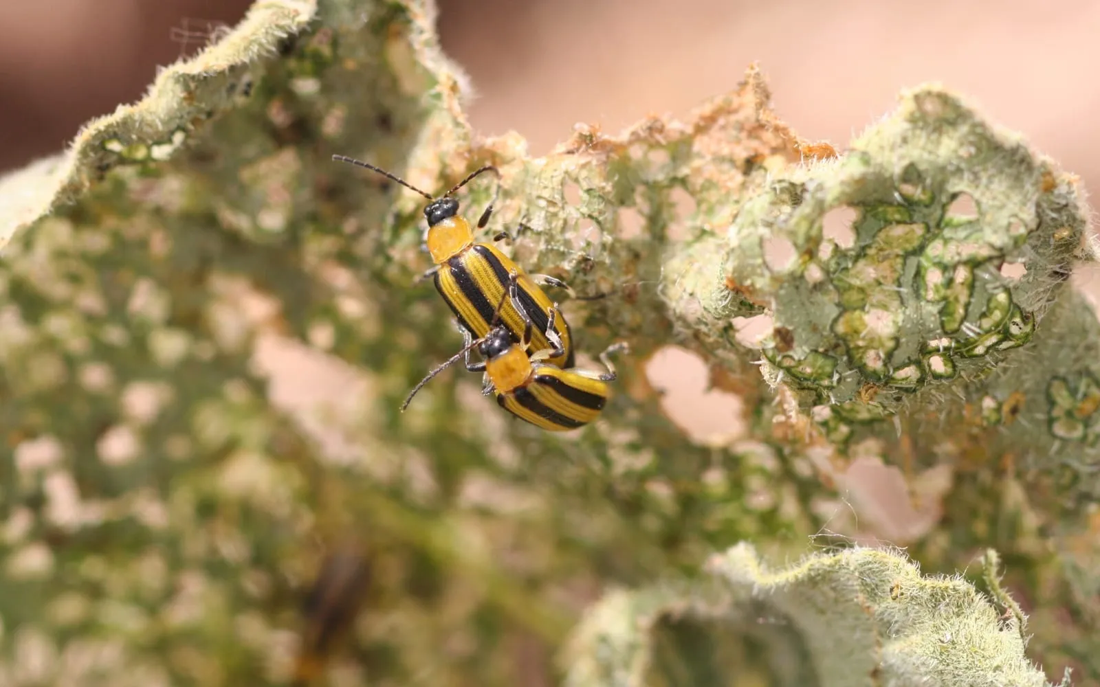 A mating pair of yellow beetles with three black stripes down the back, on a pumpkin leaf reduced to a net of veins
