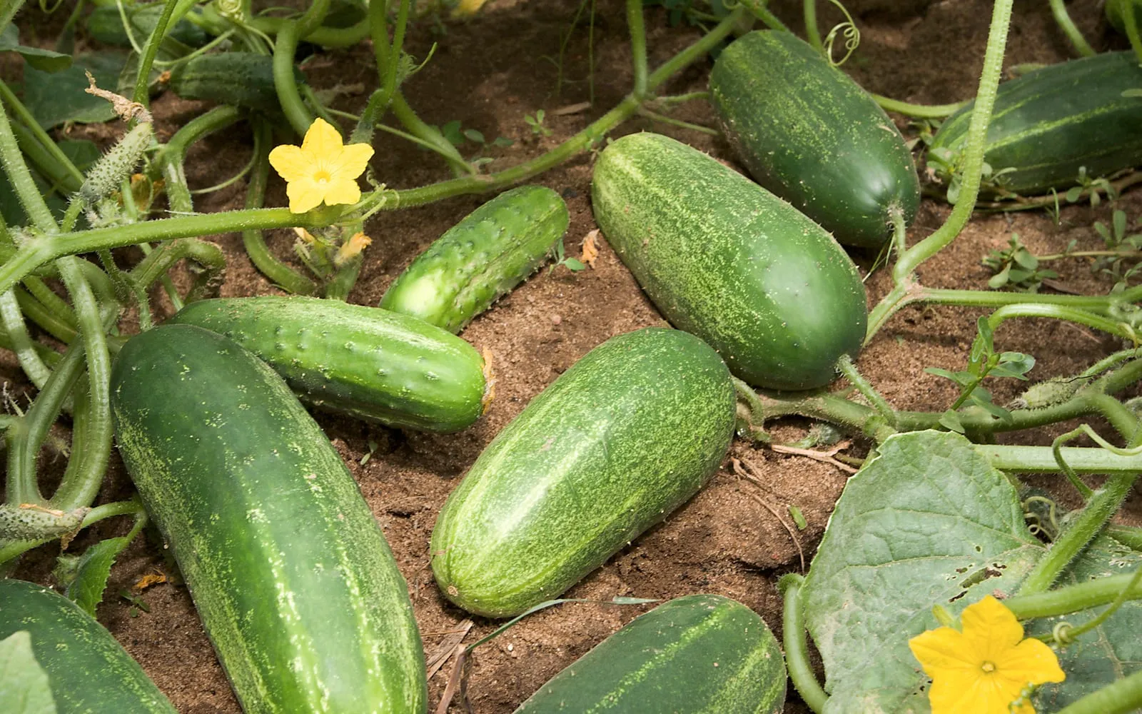 A fresh green cucumber with its ridged skin