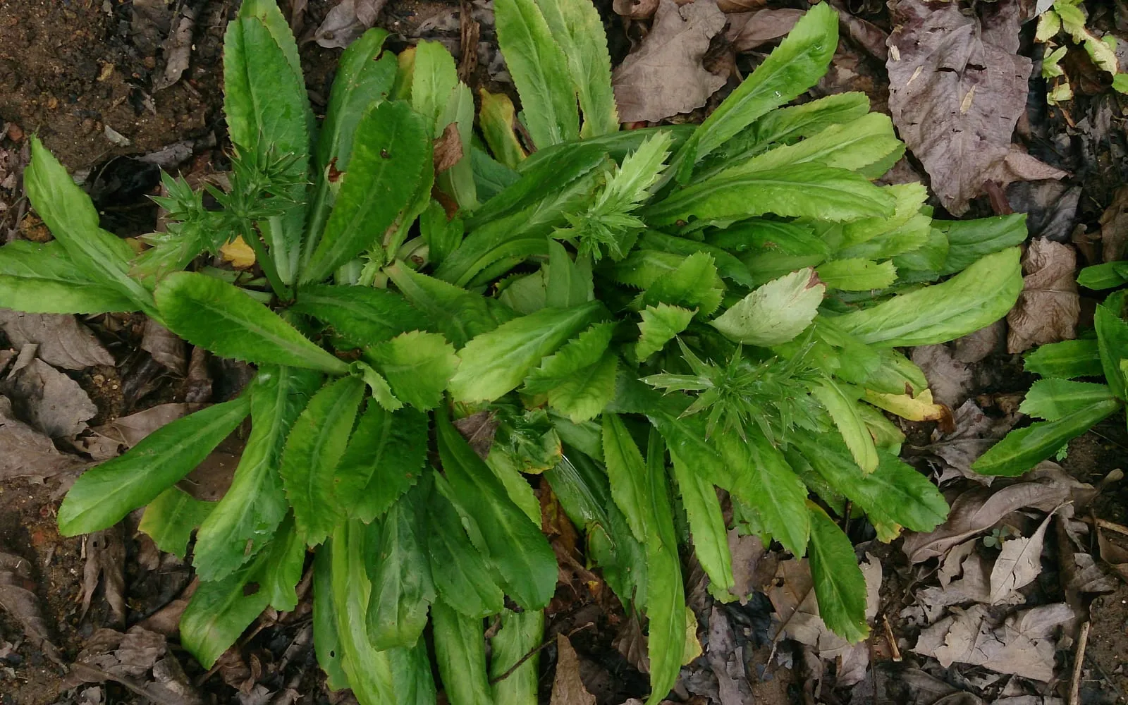 A culantro rosette lying flat on the ground, its long leaves toothed along the edges