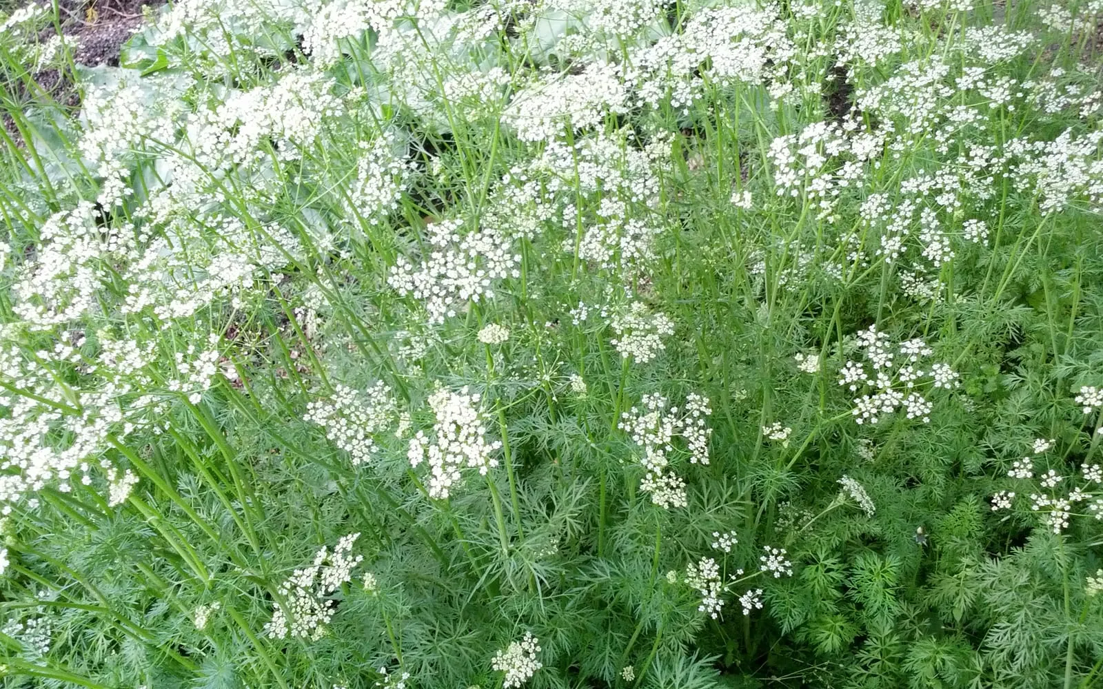 Cumin in flower, small white umbels above thread-like foliage