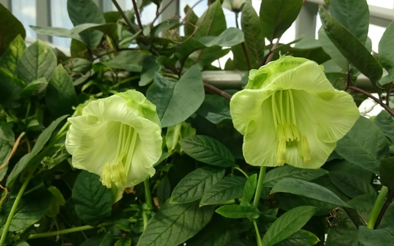 Two pale greenish-cream, bell-shaped cup and saucer vine flowers with a ring of green sepals behind each bloom, among tendril-climbing foliage