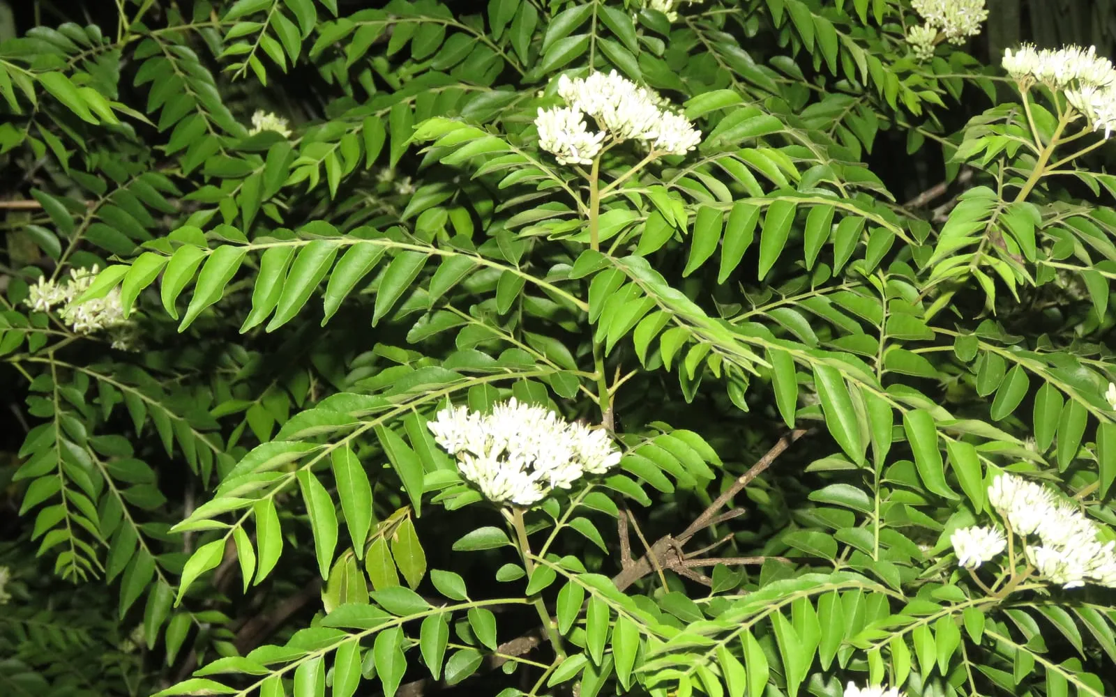 Curry leaf foliage with many small glossy leaflets, carrying white flower clusters