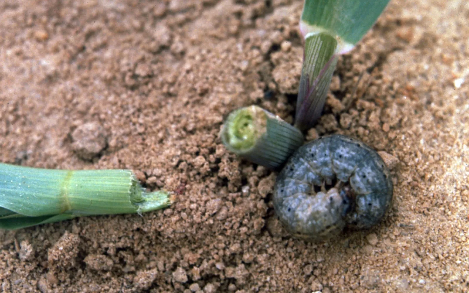 A plump smooth grey caterpillar curled into a tight ring on sandy soil beside a young sweetcorn plant whose stem has been cut through, with the severed top lying uneaten a few centimetres away