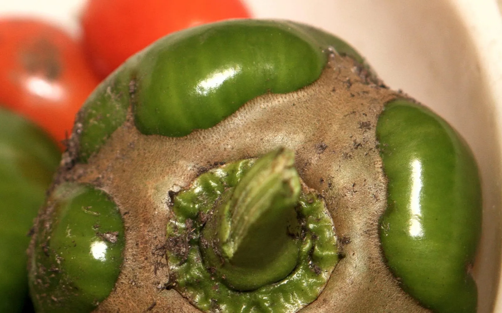 A green bell pepper with wide patches of brown corky russeting over its shoulders and around the stem, glossy green skin surviving in between